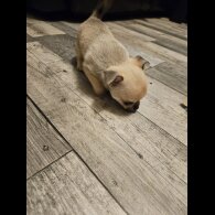 Chihuahua Smooth Coat