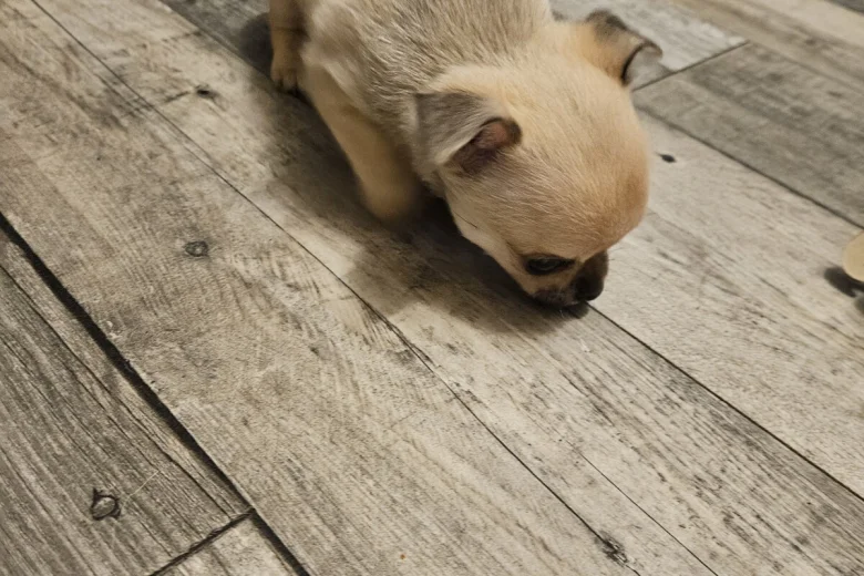 Chihuahua Smooth Coat