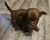 Chihuahua Smooth Coat