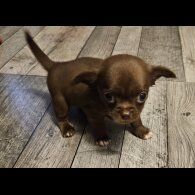 Chihuahua Smooth Coat