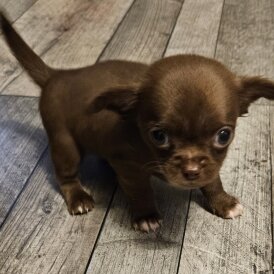 Chihuahua Smooth Coat