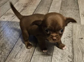 Chihuahua Smooth Coat