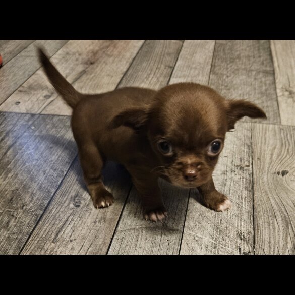 Chihuahua Smooth Coat