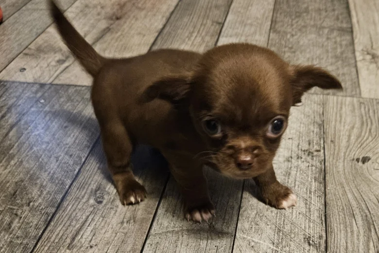 Chihuahua Smooth Coat