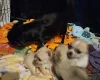 Chihuahua Smooth Coat
