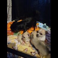 Chihuahua Smooth Coat