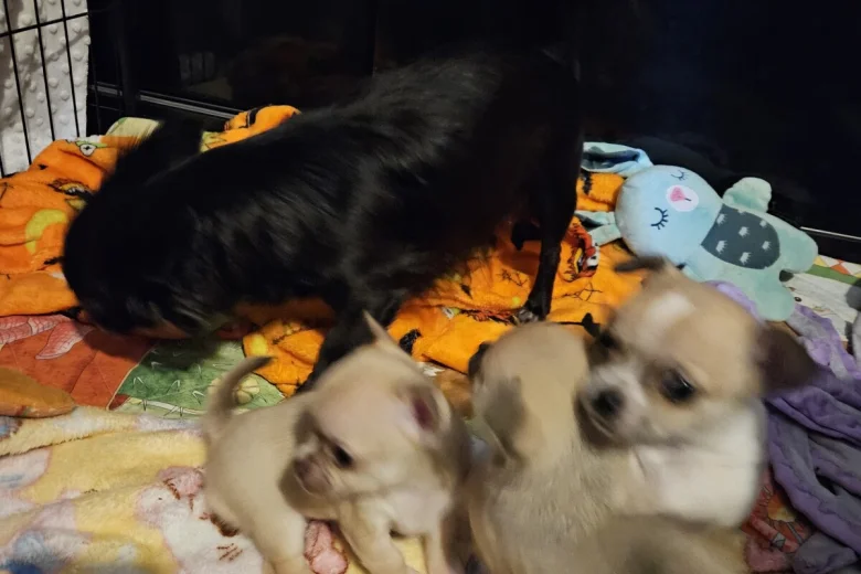 Chihuahua Smooth Coat