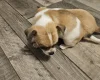 Chihuahua Smooth Coat