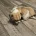 Chihuahua Smooth Coat