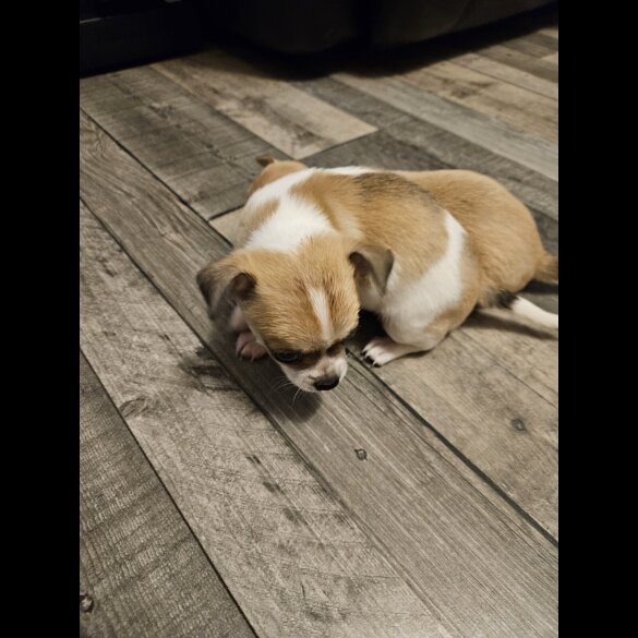 Chihuahua Smooth Coat