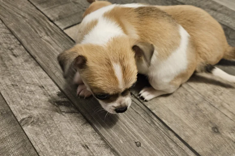 Chihuahua Smooth Coat