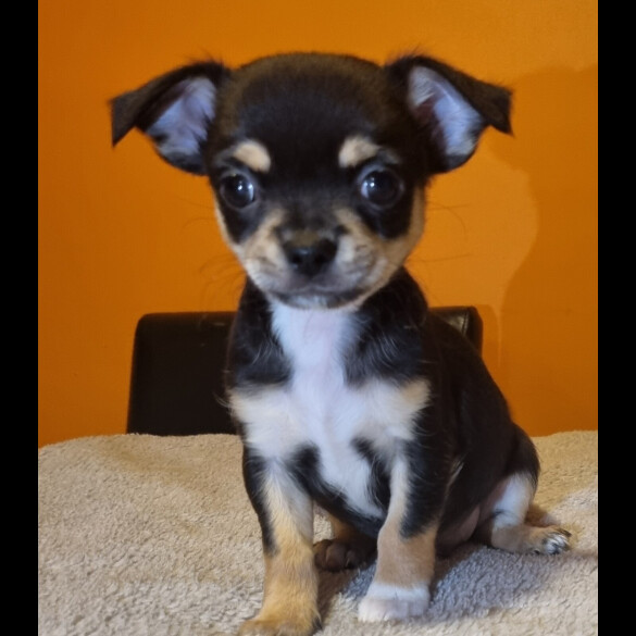 Chihuahua