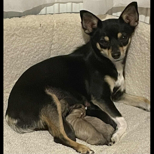 Chihuahua