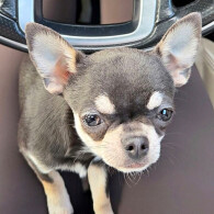 Chihuahua
