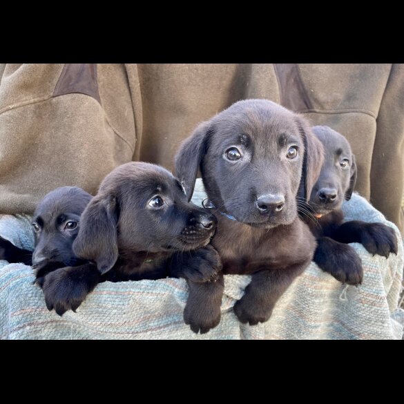 Labrador Retriever