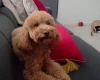 Cockapoo