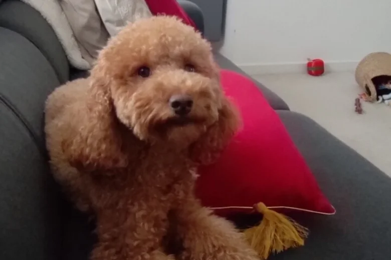 Cockapoo