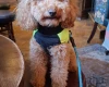 Cockapoo
