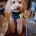 Cockapoo