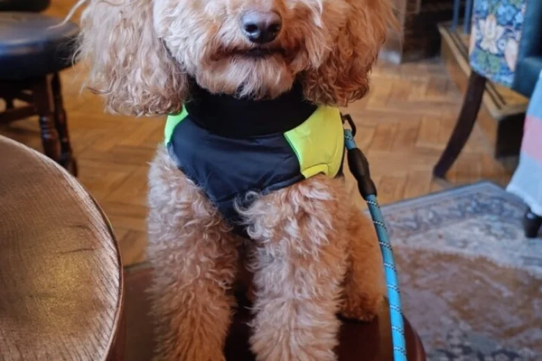 Cockapoo