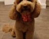 Cockapoo