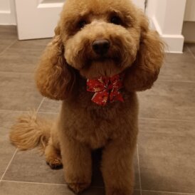 Cockapoo