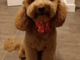 Cockapoo