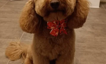 Cockapoo
