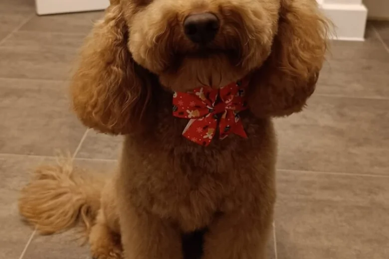 Cockapoo