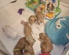 Cockapoo