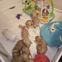 Cockapoo