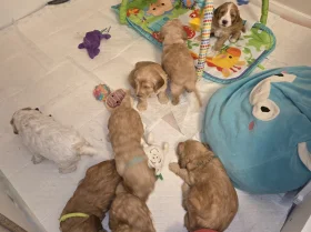 Cockapoo