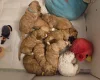 Cockapoo