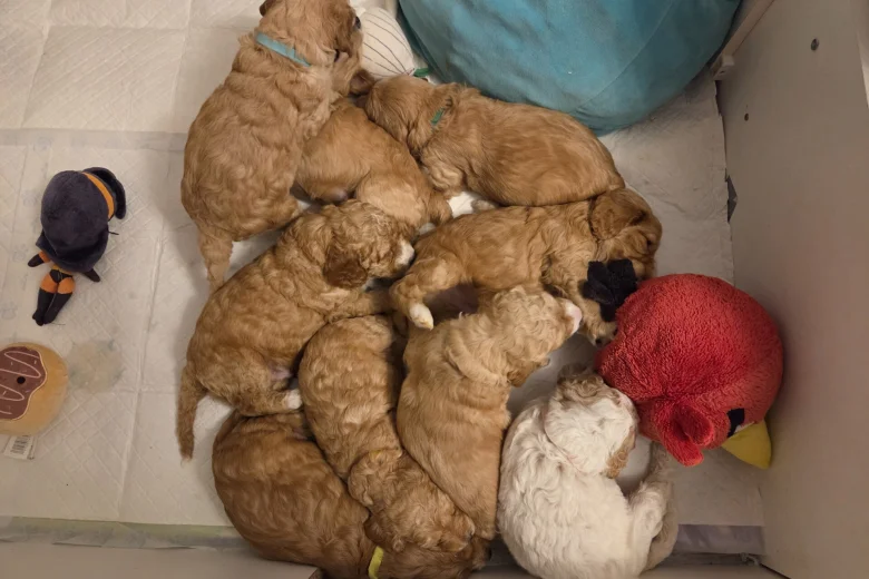 Cockapoo
