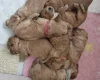 Cockapoo