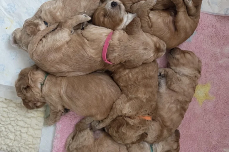 Cockapoo