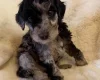 Cockapoo