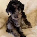 Cockapoo