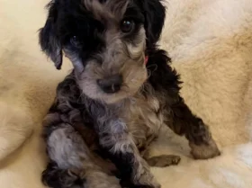 Cockapoo