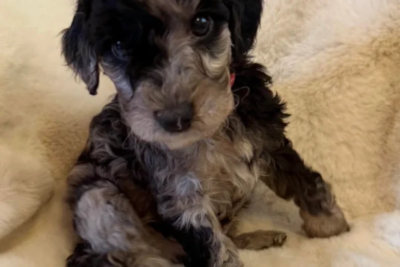 Cockapoo