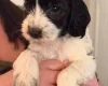 Cockapoo