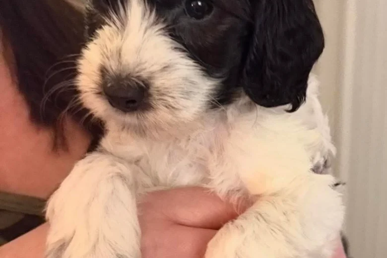 Cockapoo