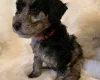 Cockapoo
