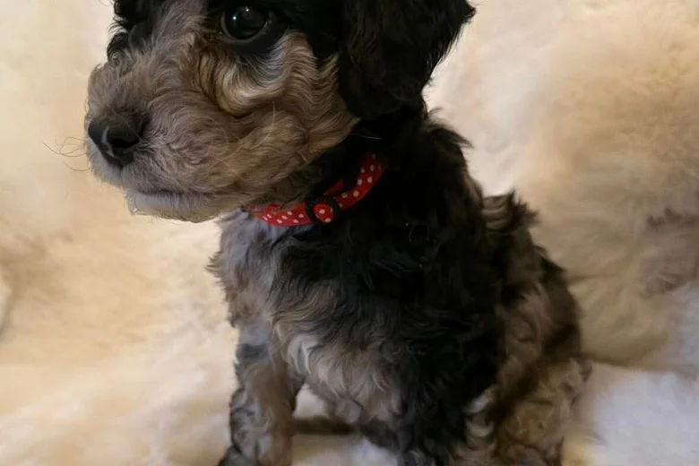 Cockapoo