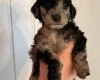 Cockapoo