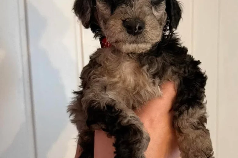 Cockapoo