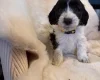 Cockapoo