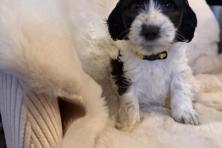Cockapoo