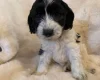Cockapoo