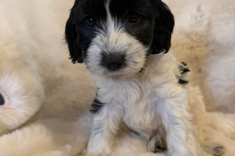 Cockapoo